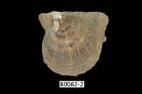 藏品(凹珠母蛤)的圖片